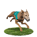 鉅城娛樂城白金賽狗